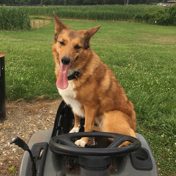 Time to gather some blues!! - Picture 3 of 7